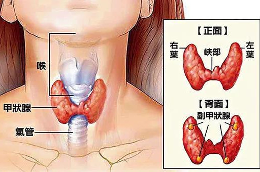 成都甲状腺医院：为什么女性易患甲状腺疾病？