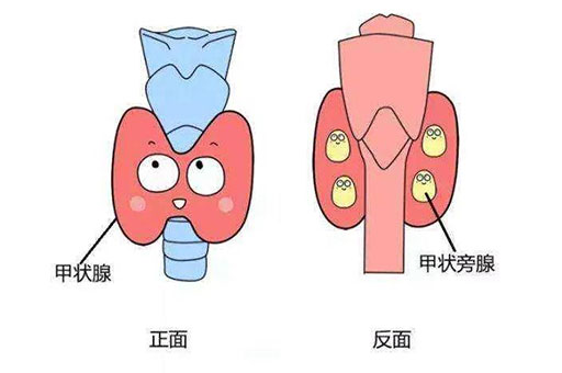 什么是甲状旁腺激素？甲状旁腺激素有什么作用？